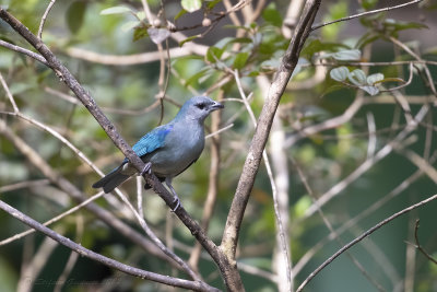 Azur-shouldered Tanager (Thraupis cyanoptera) - Tanagra spalleazzurre 