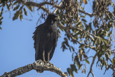 Great Black Hawk (Buteogallus urubitinga) - Poiana nera maggiore