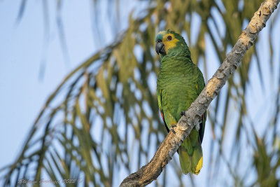 Turquoise-fronted Amazon (Amazona aestiva) - Amazzone fronteblu