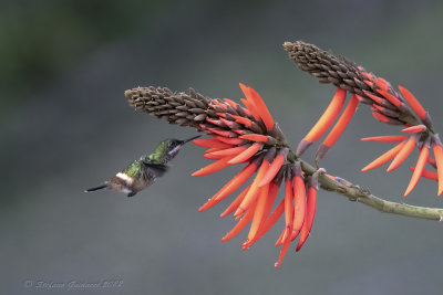 Festive Coquette (Lophornis chalybeus) - Coquette festosa ♀