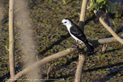 Black-backed water-tirant (Fluvicola albiventer) - Tiranno acquaiolo dorsonero