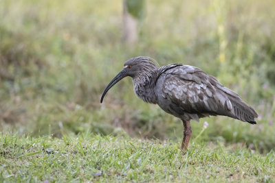 Plumbeus Ibis_I3I9120.jpg