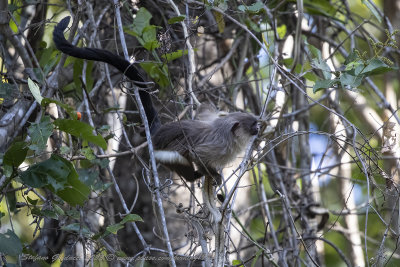 Uistit dalla coda nera (Mico melanurus) - Black-tailed marmoset 
