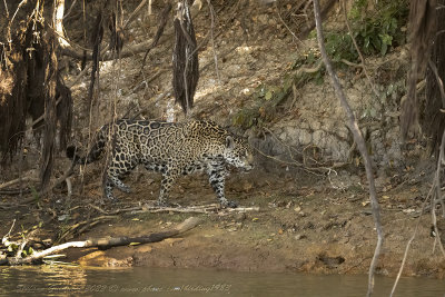 Giaguaro  (Panthera onca) - Jaguar