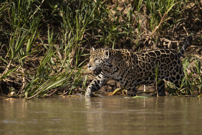 Giaguaro  (Panthera onca) - Jaguar