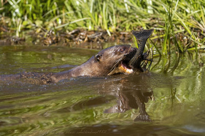 Lontra gigante (Pteronura brasiliensis) - Giant otter
