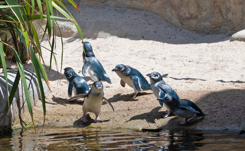 National Aquarium of New Zealand