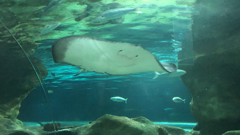 National Aquarium of New Zealand