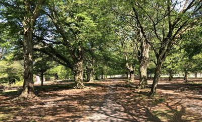Richmond Park 8