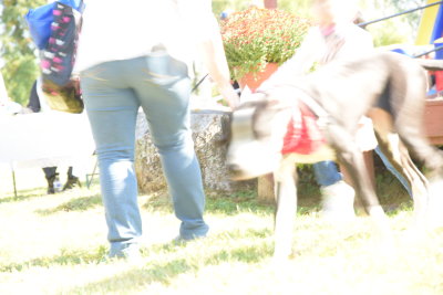 DSC_9390.JPG