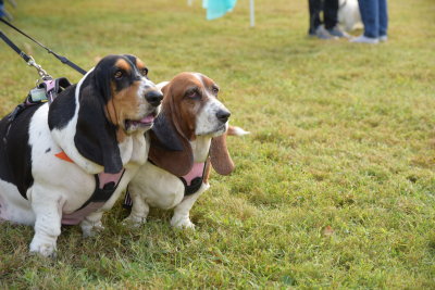 DSC_9454.JPG
