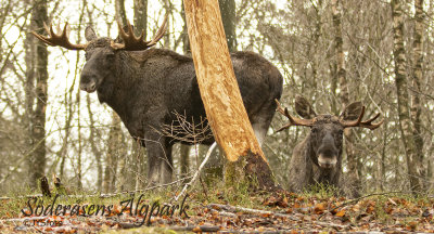 Sdersens Moosepark