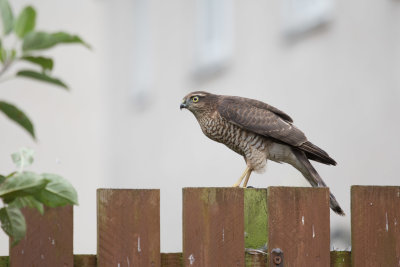 Female  Sparrowhawk