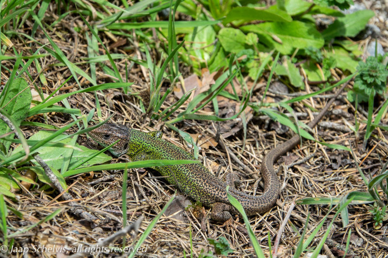 Iberische Smaragdhagedis - Iberian Emerald Lizard - Lacerta schreiberi