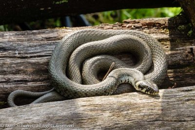 Ringslang; Grass snake; Natrix natrix