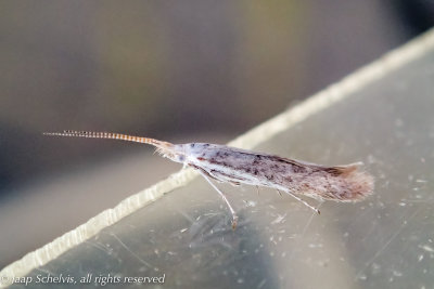 2592 Witte Meidoornkokermot - Pistol Case-bearer - Coleophora cf. anatipennella