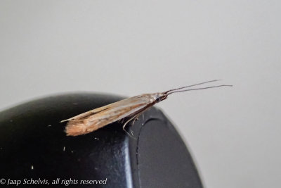 2598 Okervlerkkokermot - Coleophora currucipennella