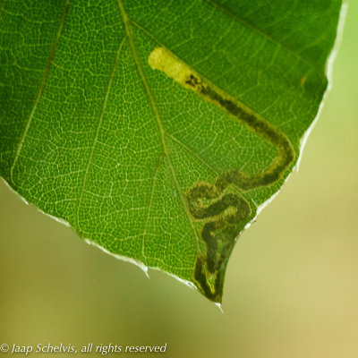 0169 Zilverbandbeukenmineermot - Stigmella hemargyrella