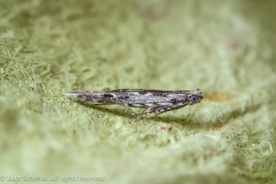 2428 Katjessmalvleugelmot - Batrachedra praeangusta