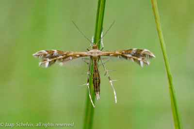 5478 Zonnedauwvedermot - Sundew Plume Moth - Buckleria paludum