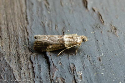 5869 Eikentopspinselmot - Acrobasis consociella