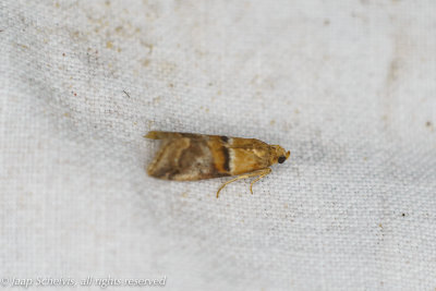 5854 Oranje Eikenlichtmot- - Acrobasis repandana