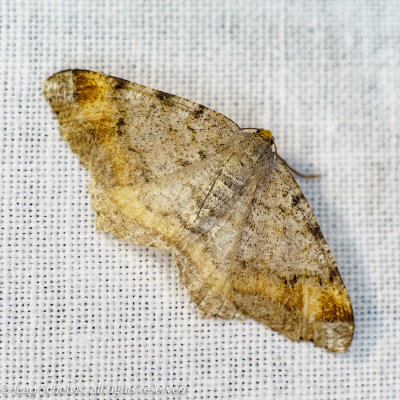 7542 Gerimpelde Spanner - Tawny-barred Angle - Macaria liturata