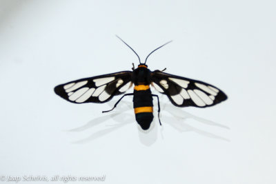 Syntomoides imaon - Handmaiden moth