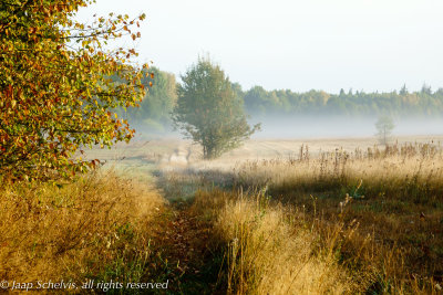 Białowieża clearing