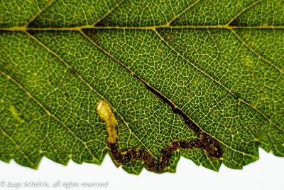 0113 Iepenmineermot - Stigmella ulmivora