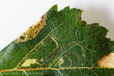 0151 Groene Berkenmineermot - Stigmella continuella