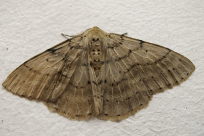 Unidentified Chinese moth