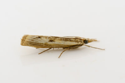 6260 Moerasgrasmot - Agriphila inquinatella