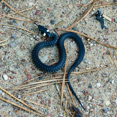 Ringslang - Grass snake - Natrix natrix
