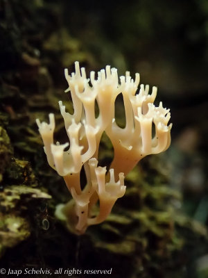 Koraalzwam - Coral fungus
