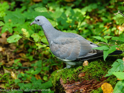 Houtduif - Wood pigeon - Columba palumbus