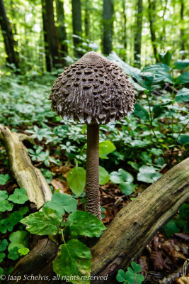 Parasolzwam - Parasol mushroom