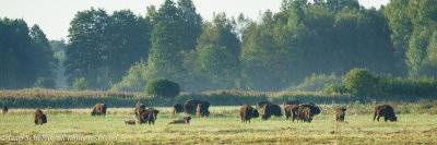 Wisent -  European bison - Bison bonasus