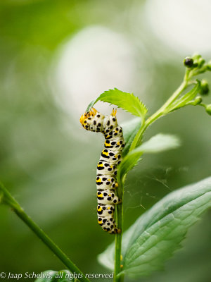Helmkruidvlinder; Water Betony;  Cucullia scrophulariae