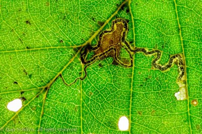 0100 Witkraagelzenmineermot - Stigmella glutinosae