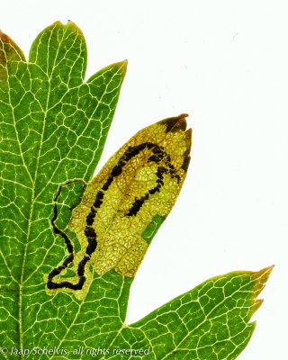 0134 Meidoornmineermot - Stigmella hybnerella