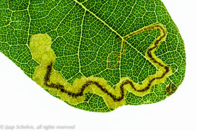 0182 Gewone Eikenmineermot - Stigmella roborella