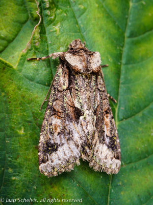 09682 Meidoornuil - Green-brindled Crescent - Allophyes oxyacanthae