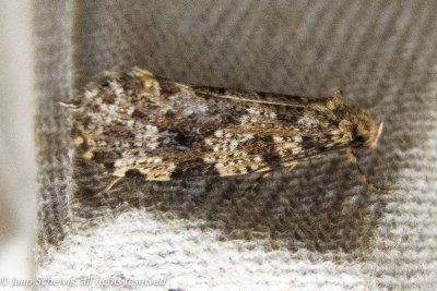 0605 Zwamneusje - Montescardia tessulatellus