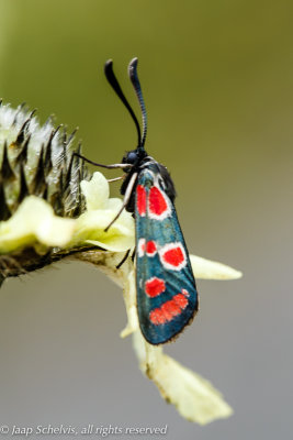 3980 Oogvlek-sint-jansvlinder - Crepuscular Burnet - Zygaena carniolica