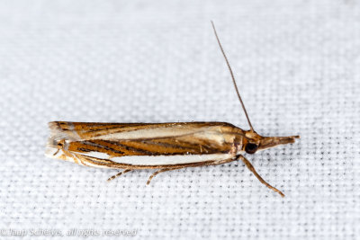 6244 Bruine Grasmot - Crambus silvella