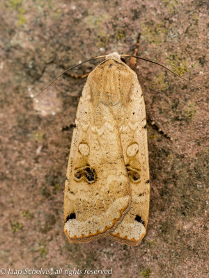 Noctua pronuba - 02/06/2021