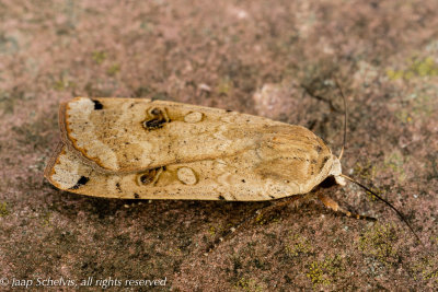 Noctua pronuba - 02/06/2021