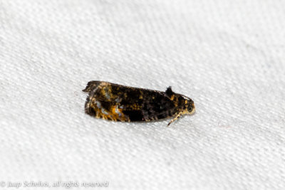 4669 Zenegroenbladroller - Endothenia ustulana