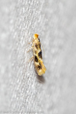 1094 Eikenooglapmot - Bucculatrix ulmella